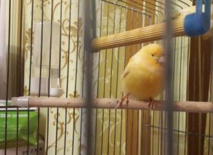 À propos des cages à oiseaux et de leur équipement Hauteur des cages pour oiseaux chanteurs d'intérieur