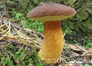 Fly mushroom: përshkrimi i varieteteve të ngrënshme dhe të ngjashme, metodat e përgatitjes