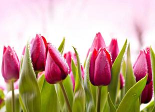 Si lulëzojnë tulipanët?  Tulipanët.  Rritja dhe kujdesi për tulipanët.  Mbjellja dhe veshja e sipërme në pranverë.  Duke i detyruar tulipanët.  Rritja e tulipanëve - veçori