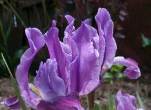 message sur la plante iris sur le groupe d'espèces de plantes iris