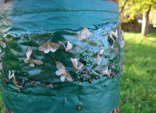 Méthodes de lutte contre les insectes nuisibles dans le jardin