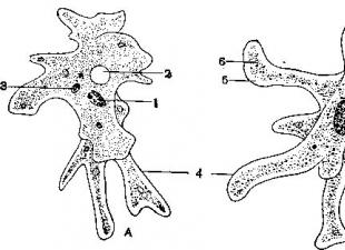 Amoeba vulgaris nombre de cellules