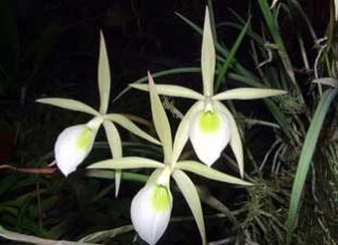 Pasqyrë e llojeve kryesore të orkideve të brendshme