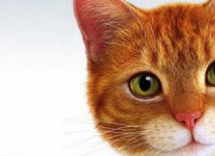 Pourquoi une femme rêve-t-elle d'un chat rouge ?