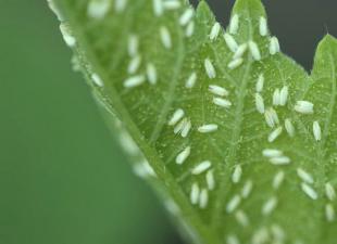Comment se débarrasser des aleurodes sur les plantes d'intérieur ?