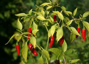 Types de piments - TOP12 Description et photo Piment jaune