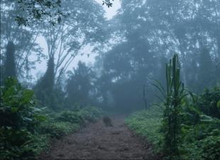 Forêts équatoriales d'Amérique du Sud Forêt flottante dans la jungle amazonienne