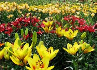 Fleurs de lys jardin plantation et soins élevage variétés de lys de jardin photos avec noms